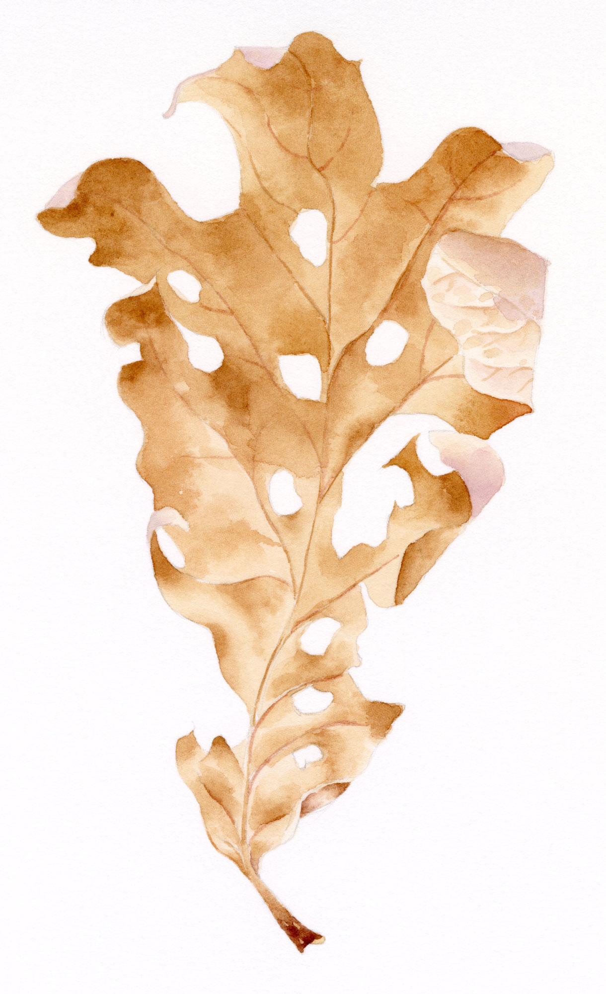 Oak leaf watercolor painting.
