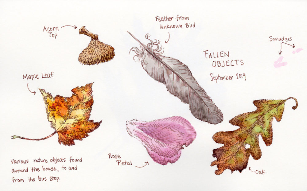 small nature objects sketch