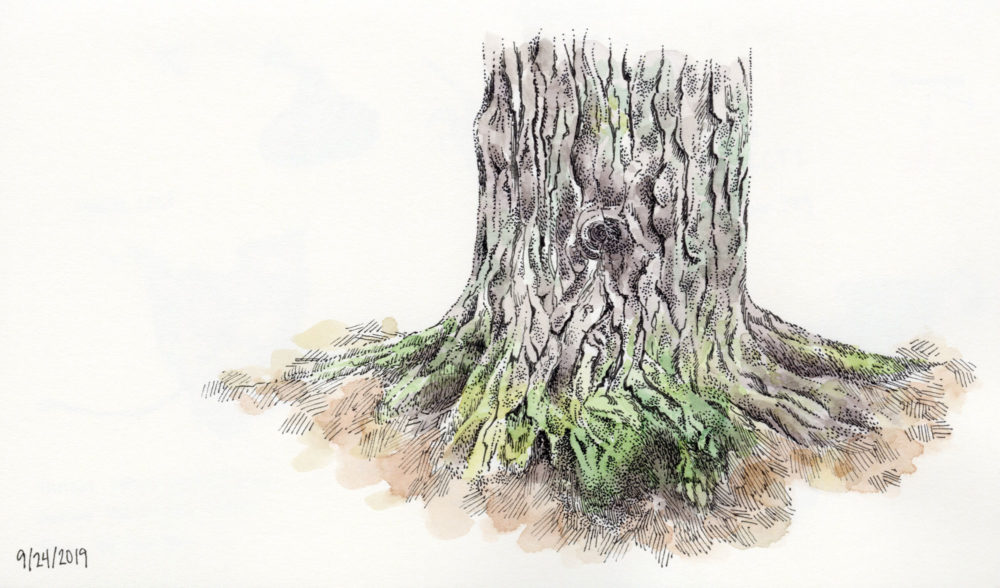 pen and ink watercolor tree