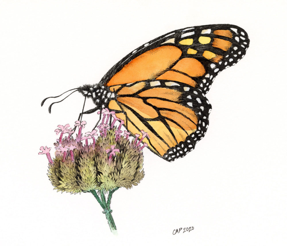 monarch butterfly painting