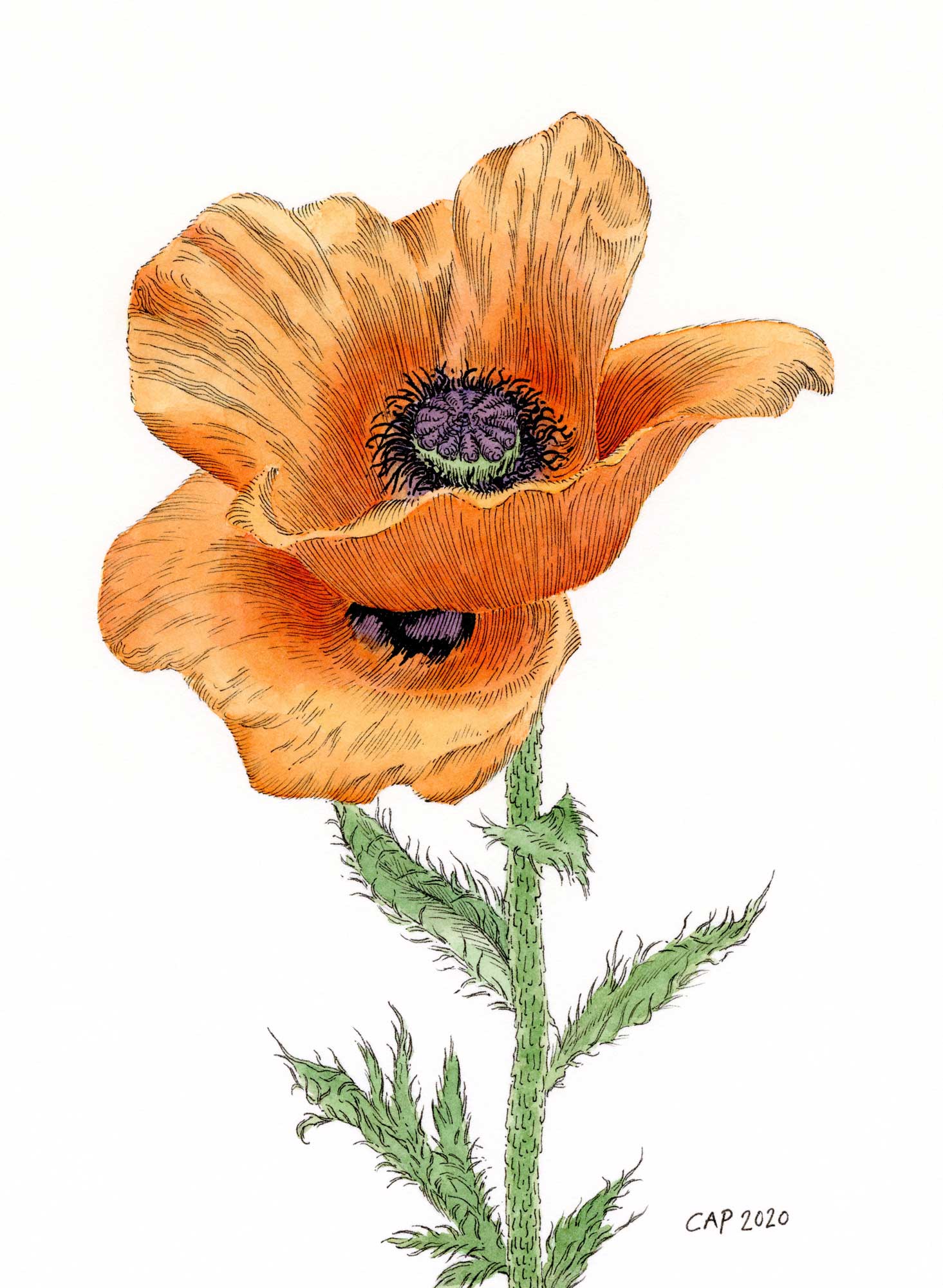 Orange poppy watercolor painting.