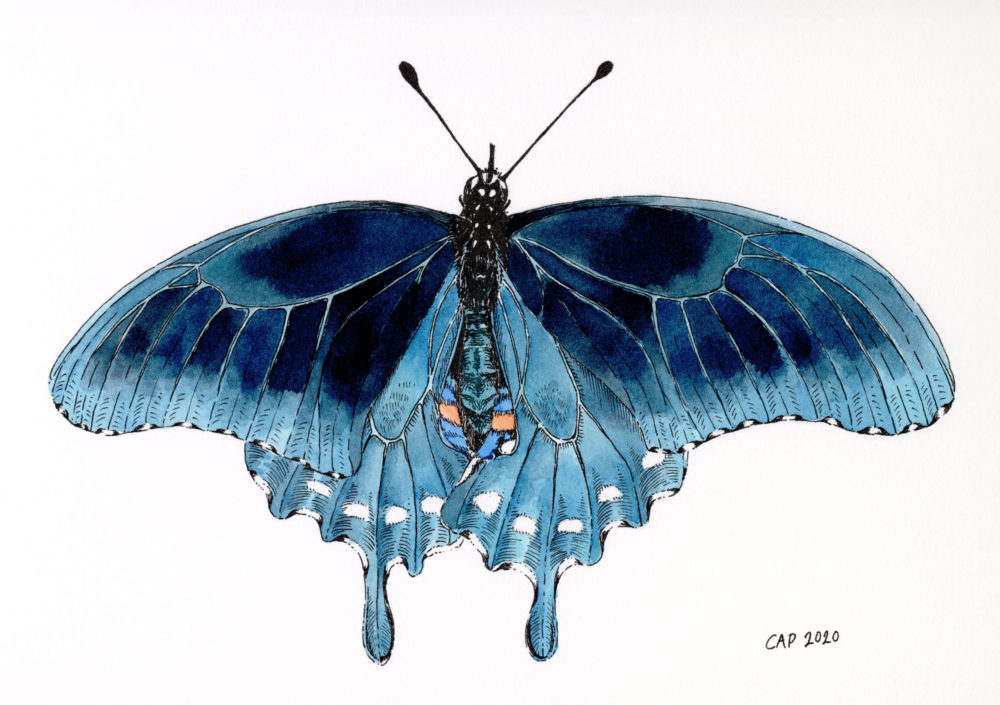 blue butterfly watercolor