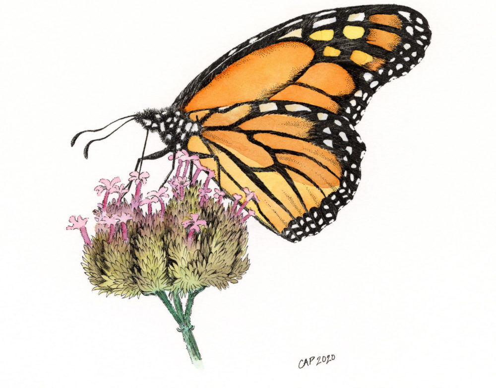 monarch butterfly drawing