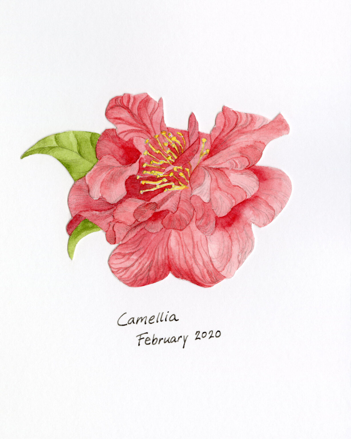 camellia flower drawing