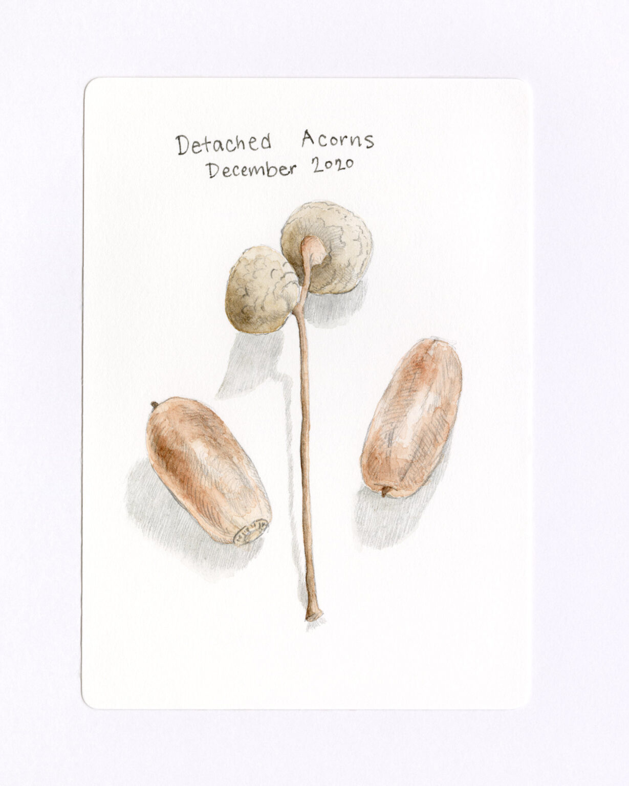English oak acorns drawing