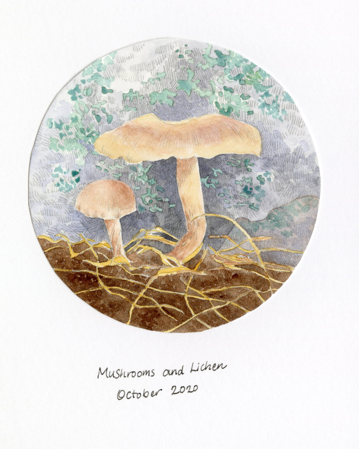 mushrooms and lichen drawing