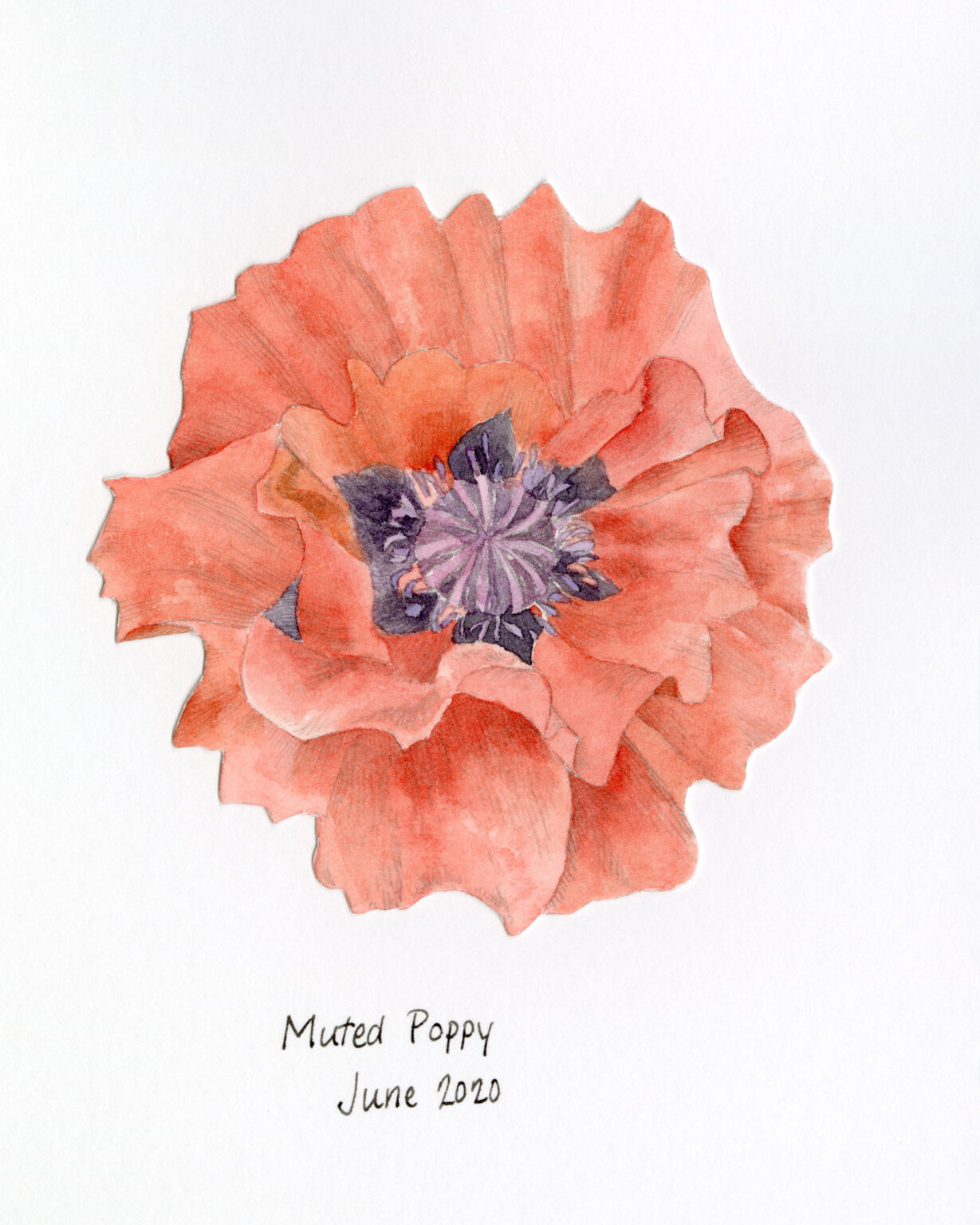 poppy flower drawing