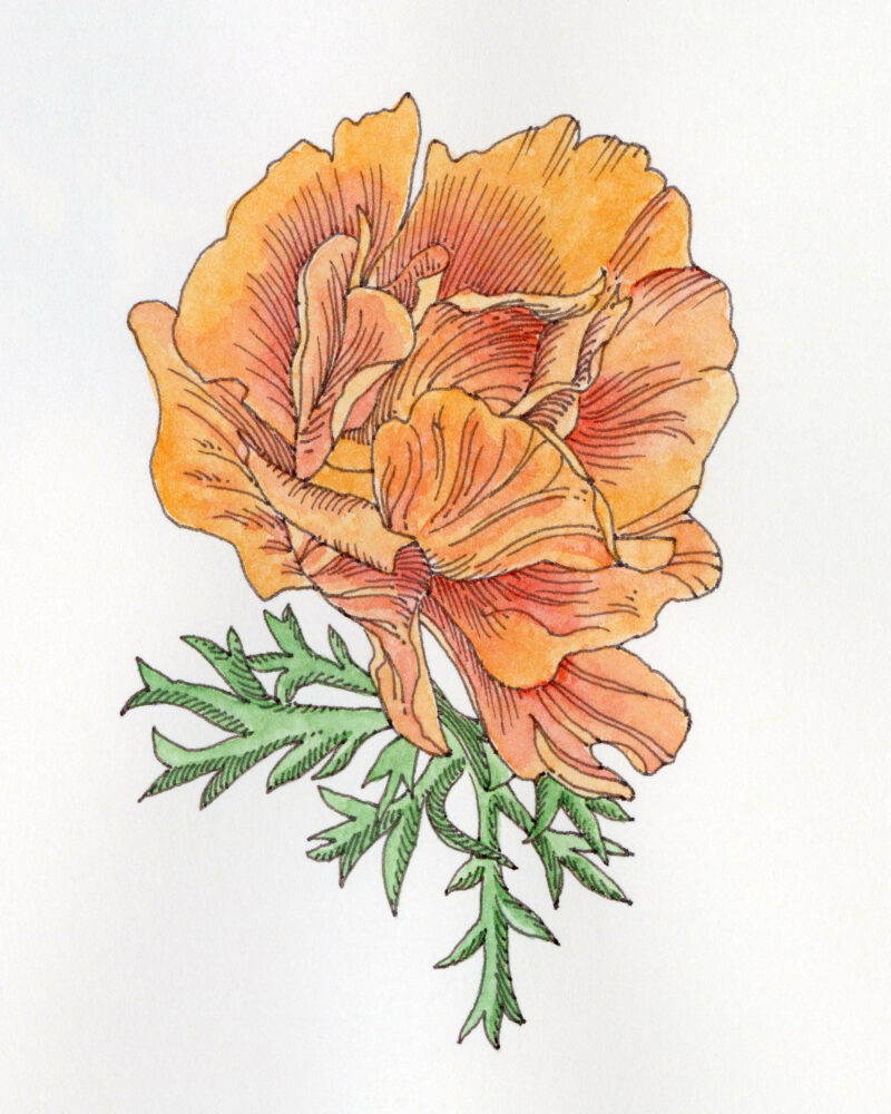 Pen and ink and watercolor illustration of an orange poppy flower.