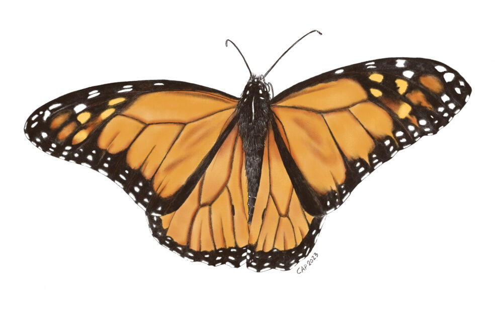 A digital drawing of a monarch butterfly with open wings.