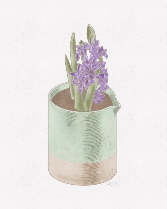A drawing of a purple hyacinth flower growing in a ceramic pitcher.