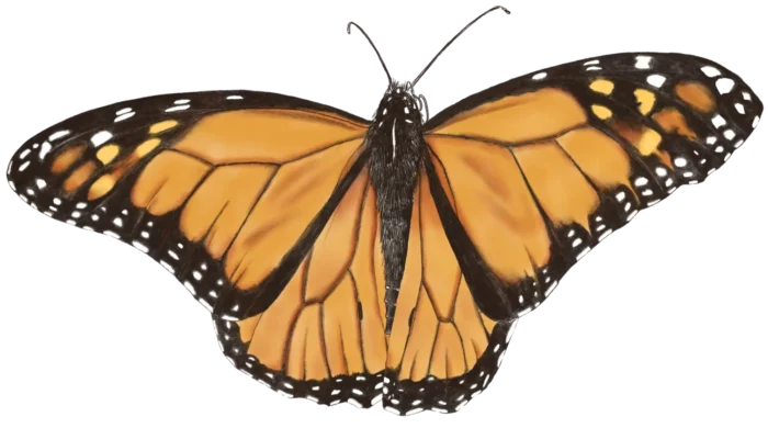 A drawing of a monarch butterfly by Carolyn A Pappas