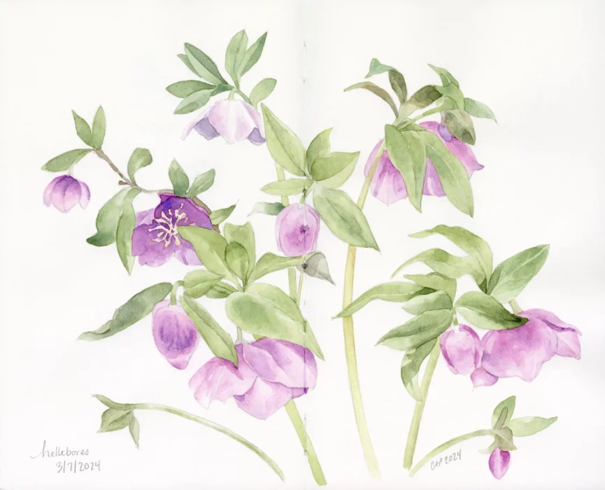 A watercolor sketchbook page spread of a group of hellebore flowers.