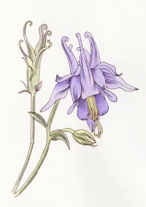 A pen and ink and watercolor drawing of a columbine flower by Carolyn A Pappas.