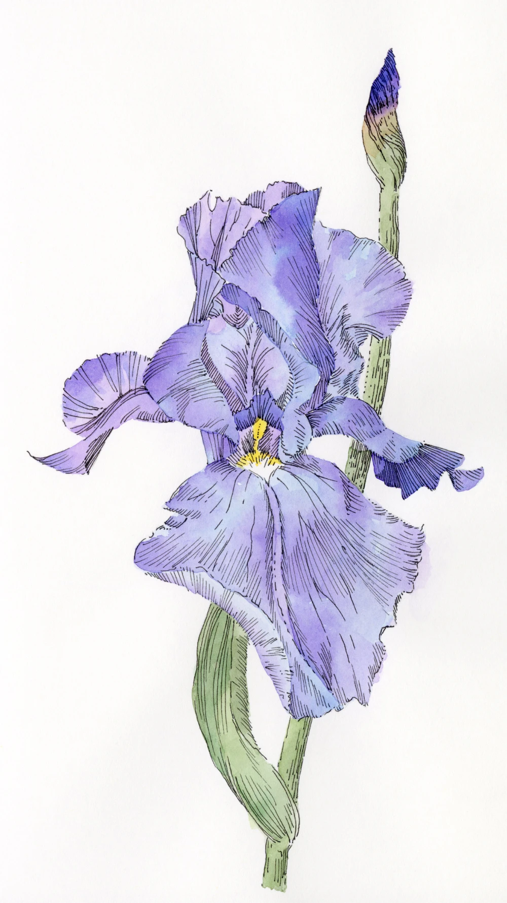 An ink and watercolor drawing of a purple and blue iris by Carolyn A Pappas.