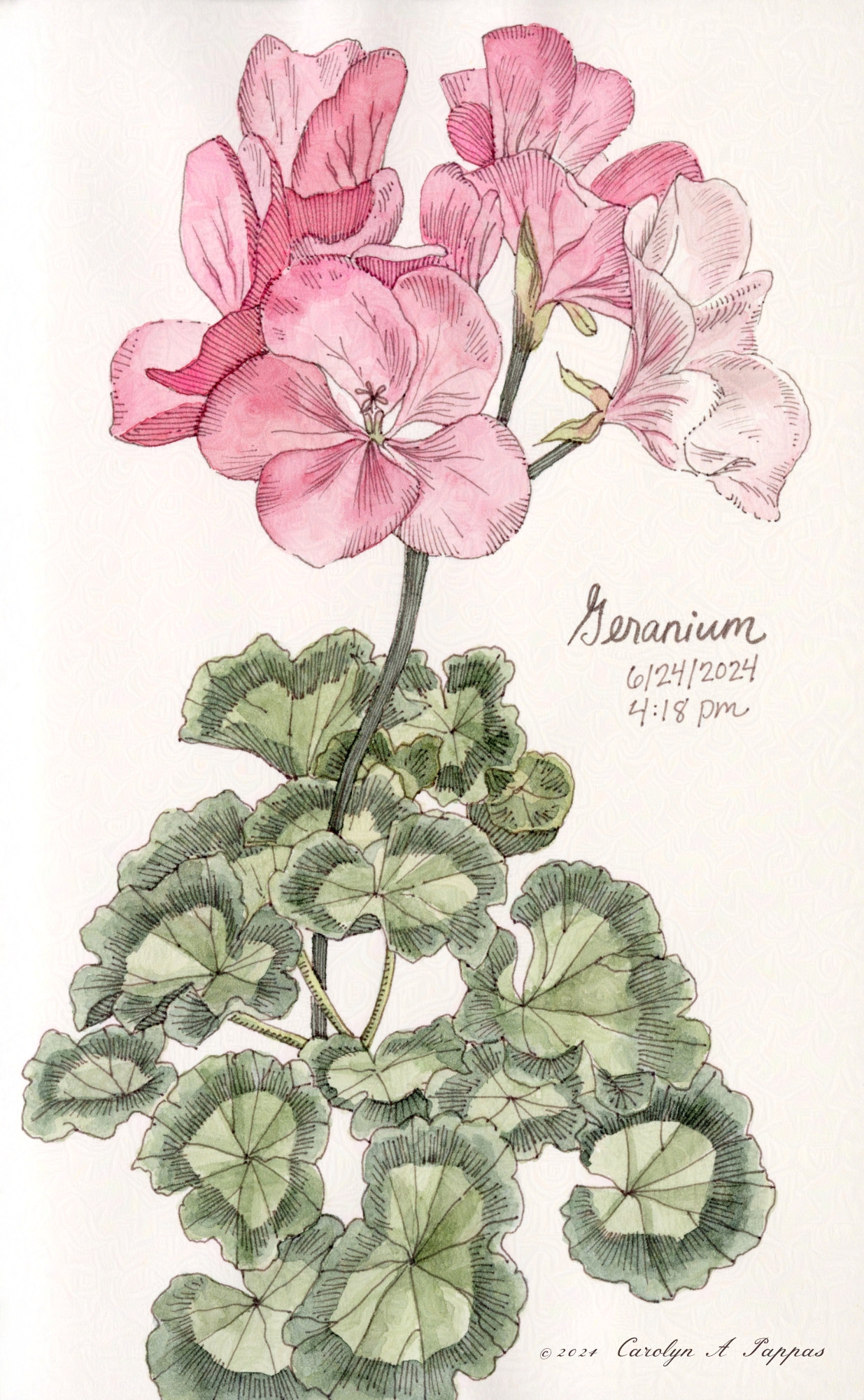 A sketch of pink geraniums.